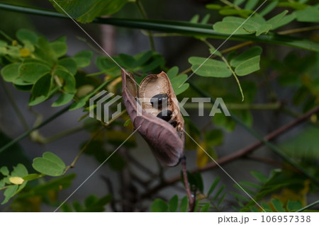 ジャケツイバラ 106957338