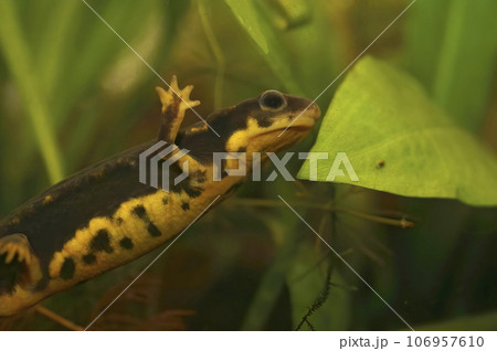 Closeup on an the endangered aquatic Japanese Riu-Kiu sword-tailed newt, Cynops ensicauda in an aquarium 106957610
