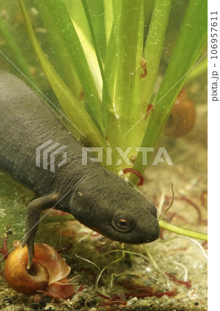 Closeup on an adult of the endangered Chinese endemic Fuding fire belly newt, Cynops fudingensis 106957611