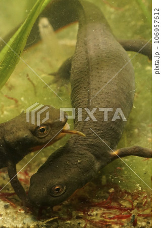 Closeup on an adult of the endangered Chinese endemic Fuding fire belly newt, Cynops fudingensis 106957612