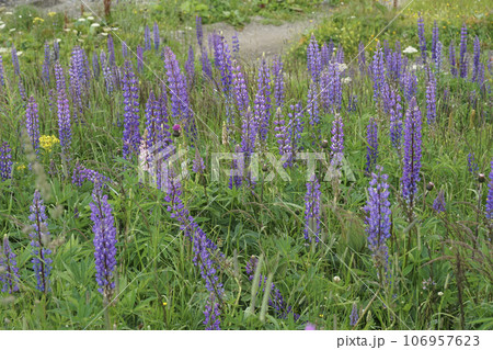 Colorful landscape view on an aggregation of blue flowering large-leaved lupines, Lupinus polyphyllus Colorful landscape view on an aggregation of blue flowering large-leaved lupines, Lupinus polyphyllus 106957623