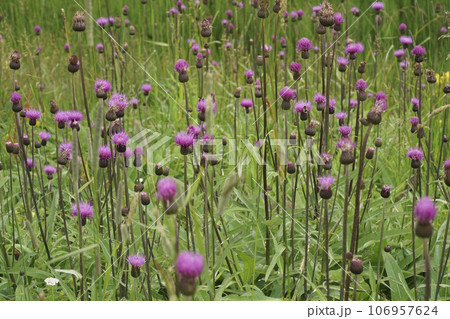 Closeup on an aggregation of colorful purple flowering melancholy thistle flowers, Cirsium heterophyllum Closeup on an aggregation of colorful purple flowering melancholy thistle flowers, Cirsium heterophyllum 106957624