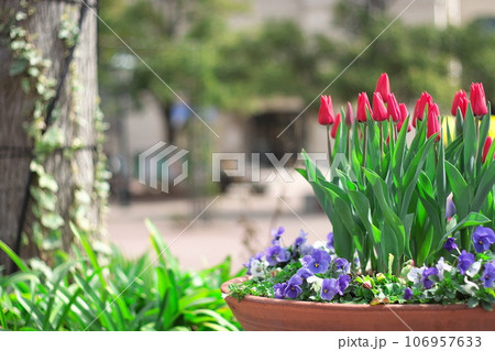 プランターに植えられたチューリップ 106957633