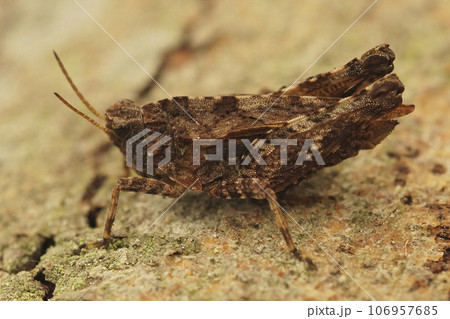 Closeup on a brown form of the common ground hopper, Tetrix undulata Closeup on a brown form of the common ground hopper, Tetrix undulata 106957685
