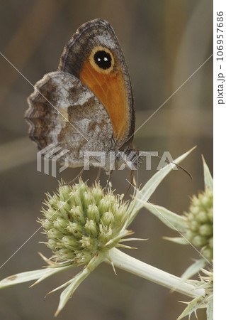 Vertical closeup on the Southern Gatekeeper butterfly, Pyronia celicea sitting with closed wings on Field Eryngo Vertical closeup on the Southern Gatekeeper butterfly, Pyronia celicea sitting with closed wings on Field Eryngo 106957686