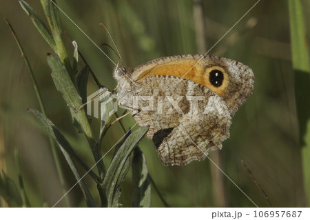 Closeup on the Southern Gatekeeper butterfly, Pyronia celicea sitting with closed wings Closeup on the Southern Gatekeeper butterfly, Pyronia celicea sitting with closed wings 106957687