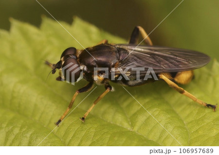Closeup on a golden-tailed leafwalker hoverfly, Xylota sylvarum sitting on a green leaf in the forest Closeup on a golden-tailed leafwalker hoverfly, Xylota sylvarum sitting on a green leaf in the forest 106957689