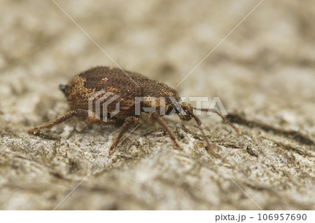 Closeup on a small European weevil species, Strophosoma capitatum sitting on wood 106957690