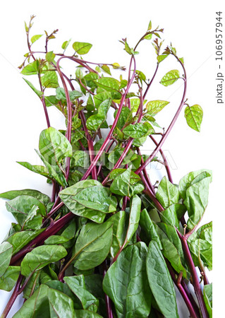 赤茎種のツルムラサキ 赤茎種のツルムラサキ 106957944