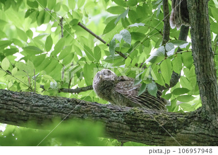 雨止んだかな 106957948