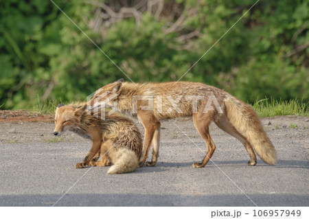 仲良し夫婦 仲良し夫婦 106957949