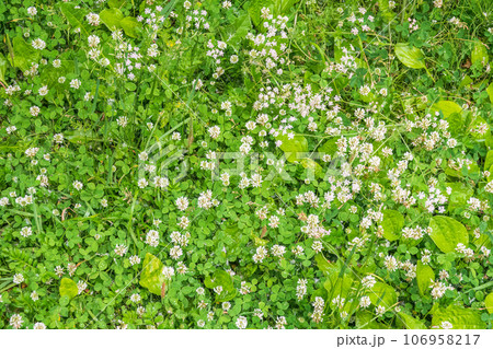 Green field with lot of clover white flowers in top down view on vibrant spring grass 106958217