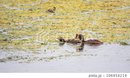 Mating games of two water birds Great Crested Grebes. Two waterfowl birds Great Crested Grebes swim in the lake with heart shaped silhouette Mating games of two water birds Great Crested Grebes. Two waterfowl birds Great Crested Grebes swim in the lake with heart shaped silhouette 106958219
