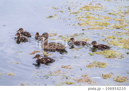 A family of ducks, a duck and its little ducklings are swimming in the water. The duck takes care of its newborn ducklings. Mallard, lat. Anas platyrhynchos 106958220
