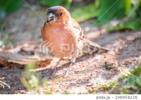 Common chaffinch, Fringilla coelebs, sits on the ground in spring. Common chaffinch in wildlife. 106958226