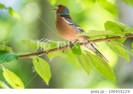 Common chaffinch, Fringilla coelebs, sits on a branch in spring on green background. Common chaffinch in wildlife. 106958229