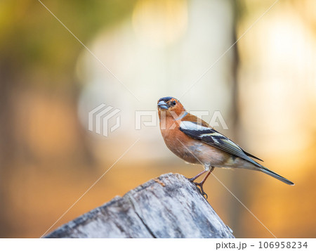 Common chaffinch, Fringilla coelebs, sits on a tree. Common chaffinch in wildlife. 106958234