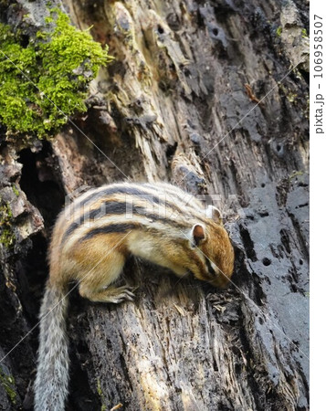 背中の縞は五本です♪可愛いシマリス 背中の縞は五本です♪可愛いシマリス 106958507