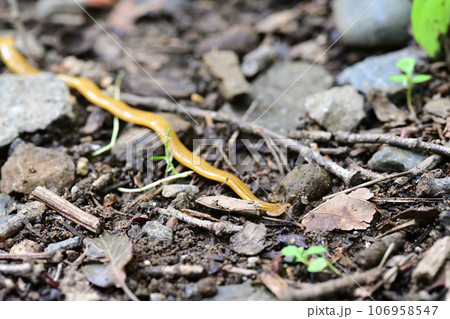 オオミスジコウガイビル オオミスジコウガイビル 106958547