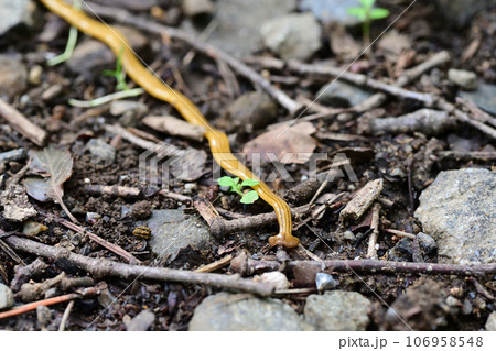 オオミスジコウガイビル オオミスジコウガイビル 106958548
