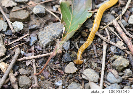 オオミスジコウガイビル オオミスジコウガイビル 106958549
