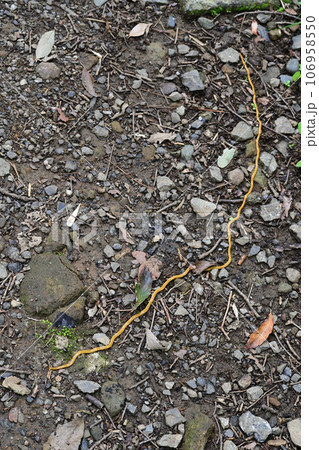 オオミスジコウガイビル 106958550