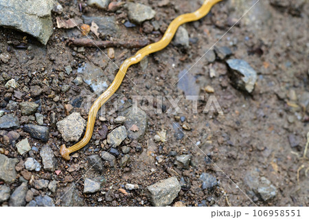 オオミスジコウガイビル オオミスジコウガイビル 106958551