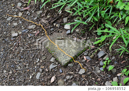 オオミスジコウガイビル オオミスジコウガイビル 106958552