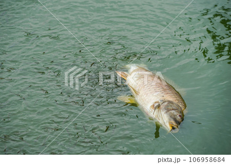 ホアンキエム湖の魚に群がる小魚 ホアンキエム湖の魚に群がる小魚 106958684