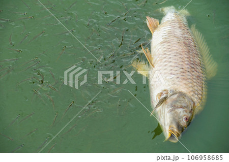 ホアンキエム湖の魚に群がる小魚 ホアンキエム湖の魚に群がる小魚 106958685