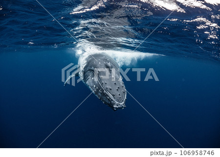 ザトウクジラ 106958746