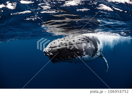 ザトウクジラ 106958752