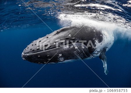 ザトウクジラ 106958755