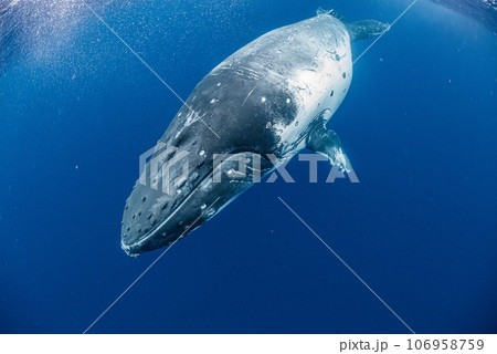 ザトウクジラ 106958759