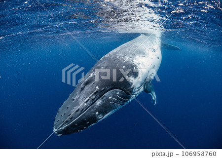 ザトウクジラ 106958760