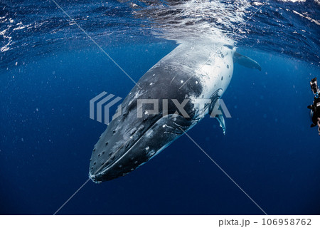 ザトウクジラ 106958762