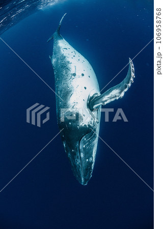 ザトウクジラ 106958768