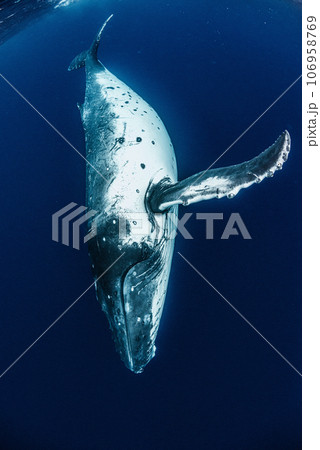 ザトウクジラ 106958769