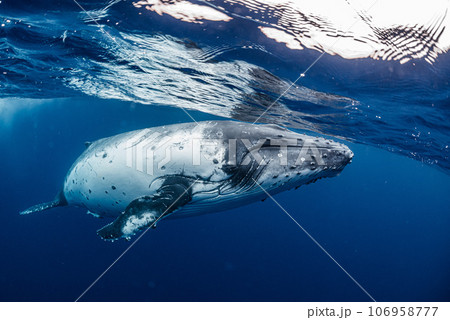 ザトウクジラ ザトウクジラ 106958777