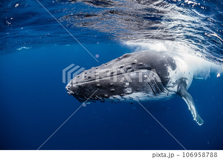 ザトウクジラ 106958788