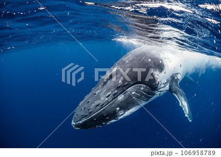 ザトウクジラ 106958789