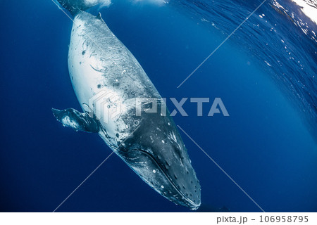 ザトウクジラ 106958795