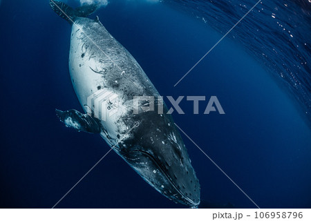 ザトウクジラ 106958796