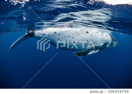 ザトウクジラ 106958799
