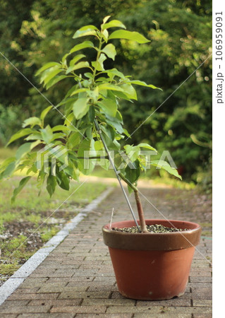アボカドの木の写真素材 [106959091] - PIXTA