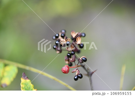 サンショウ（山椒）の種子 106959155