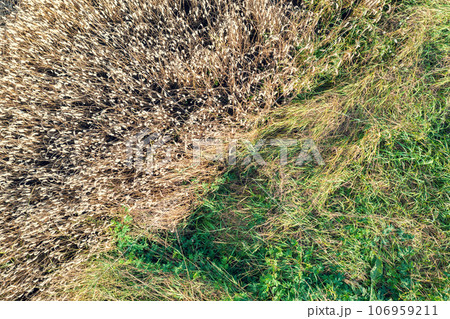 Top view of the edge of a wheat field. Abstract nature background 106959211