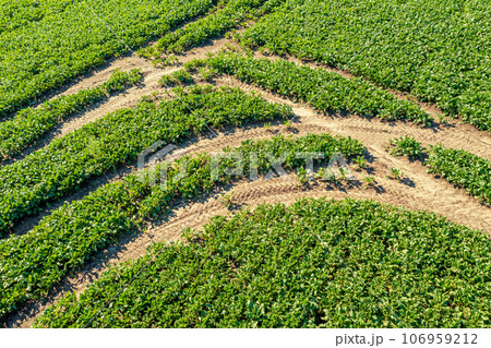 Top view of a cultivated agricultural soybean field. Rural landscape in summer. Agriculture background 106959212