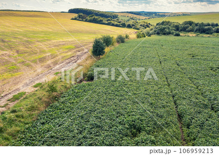 Aerial view of a cultivated agricultural soybean field and arable field. Rural landscape in summer 106959213