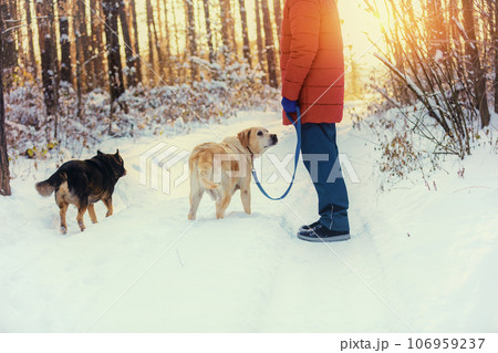 A man with two dogs walks in the winter in a snowy pine forest A man with two dogs walks in the winter in a snowy pine forest 106959237